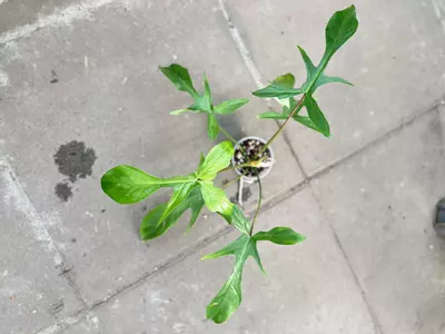 plant/Philodendron Fb x Squamiferum Mint Variegated-0-thumbnail