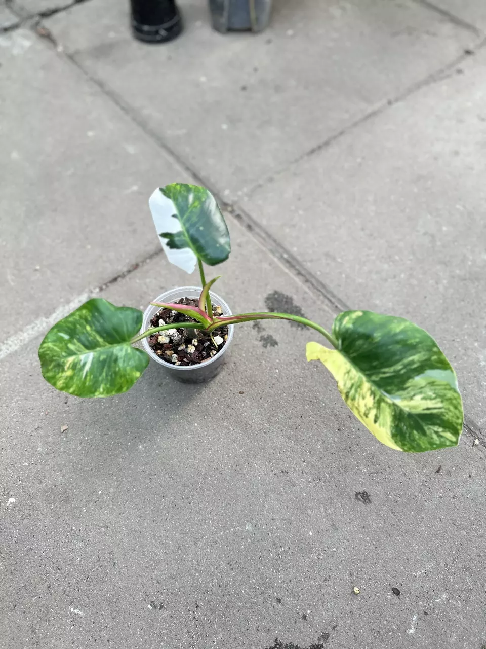 plant/Philodendron White Princess Triclor-0