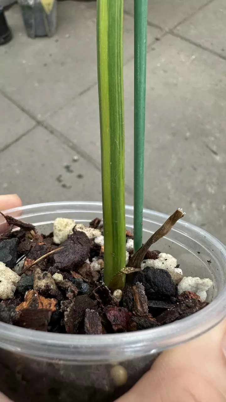 plant/Philodendron FB x Bobcee Variegated-1