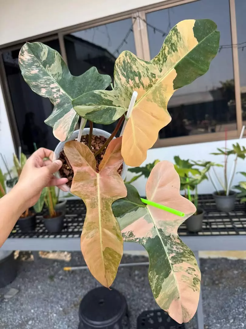 plant/Philodendron Brown Beauty Variegated-2