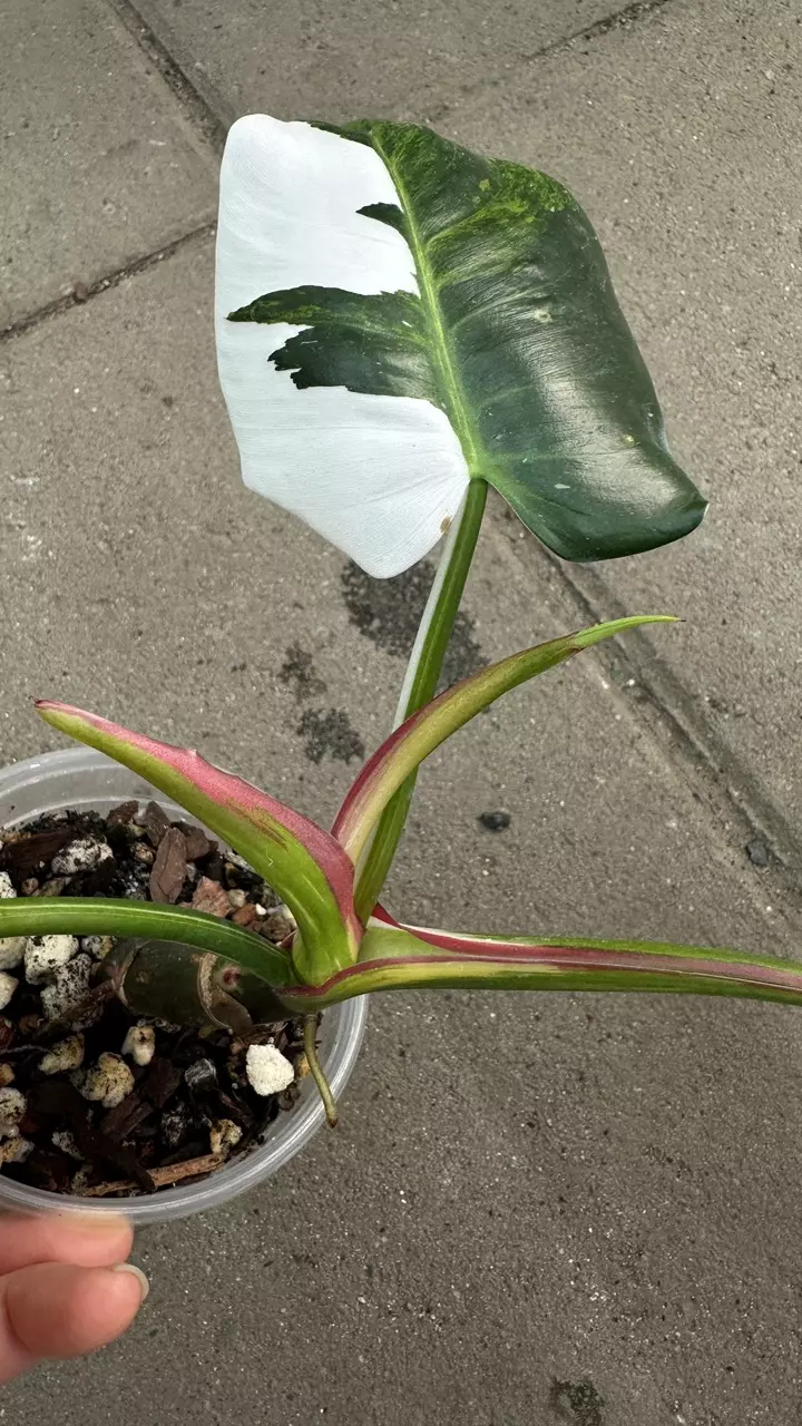 plant/Philodendron White Princess Triclor-1