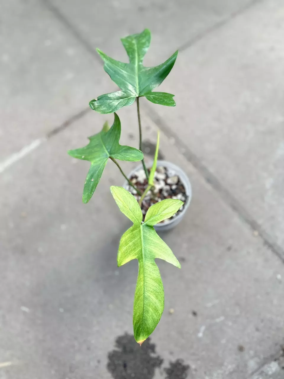 plant/Philodendron Fb x Squamiferum Mint Variegated-0