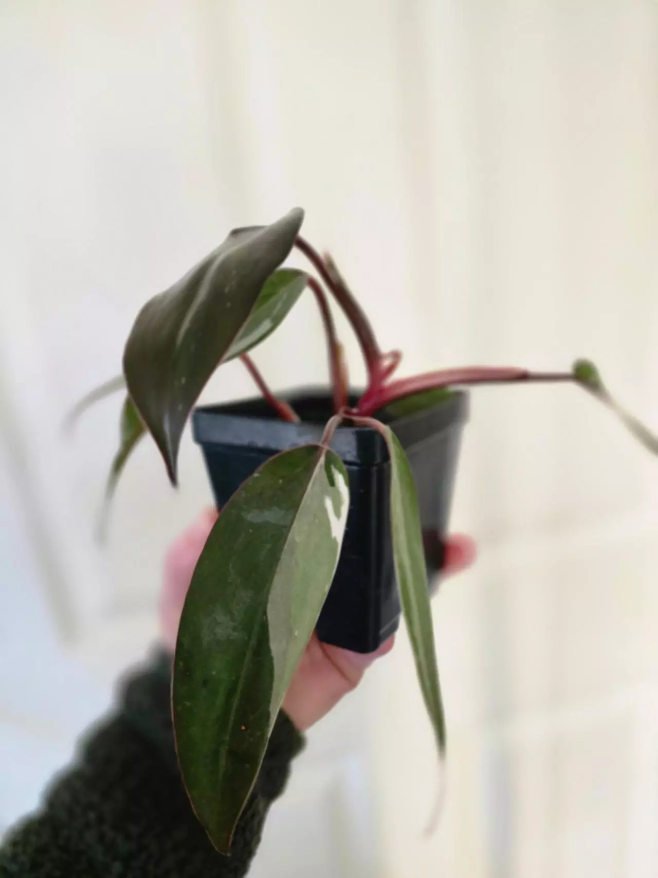 plant/Red Anderson-0