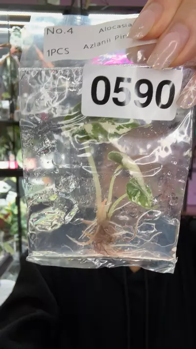 plant/#0590 azlanii albo pink tc-0-thumbnail