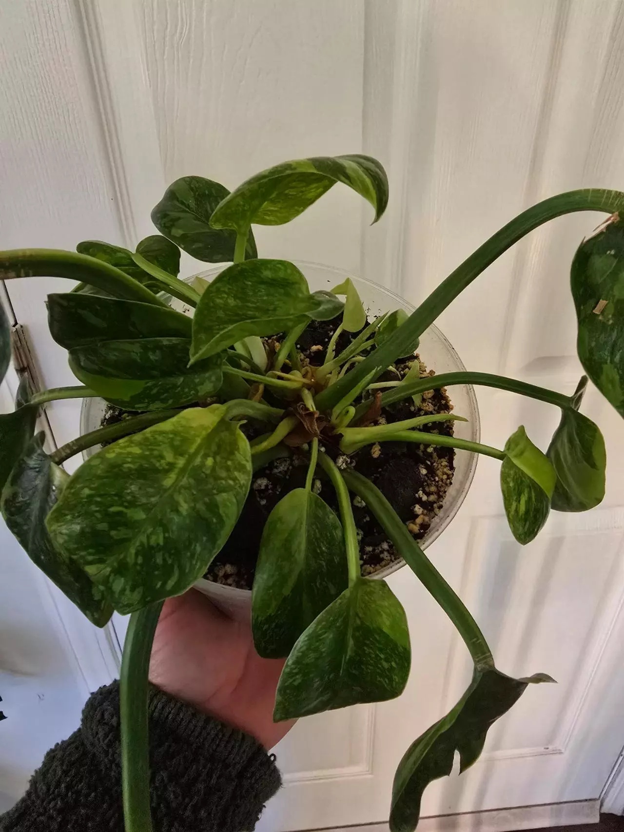 plant/Green Congo Nuclear-1