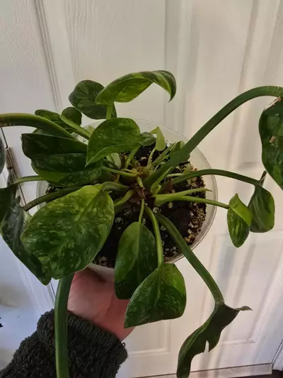 plant/Green Congo Nuclear-1-thumbnail