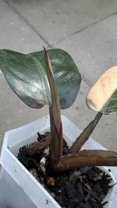 plant/Philodendron Black Cardinal No.1-1-thumbnail