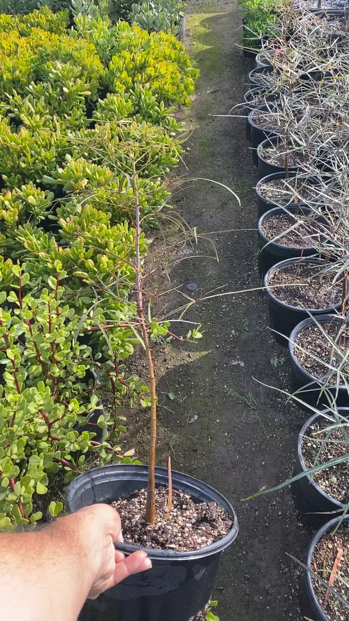 plant/brachychiton ruprestris gc-0