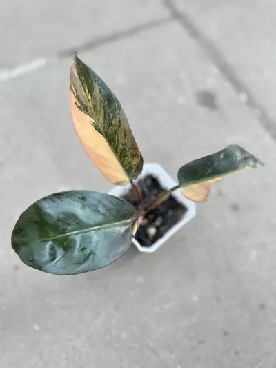 plant/Philodendron Black Cardinal No.1-0-thumbnail