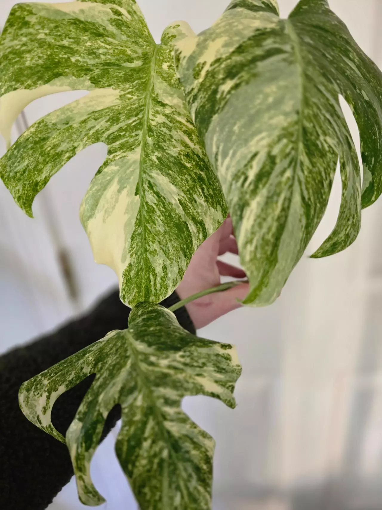 plant/Green Snow Monstera-0