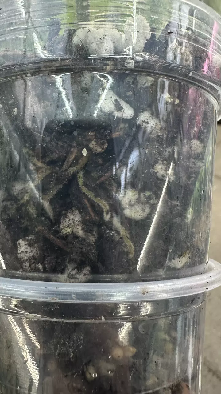 plant/Philodendron Fb x Squamiferum Mint Variegated-2