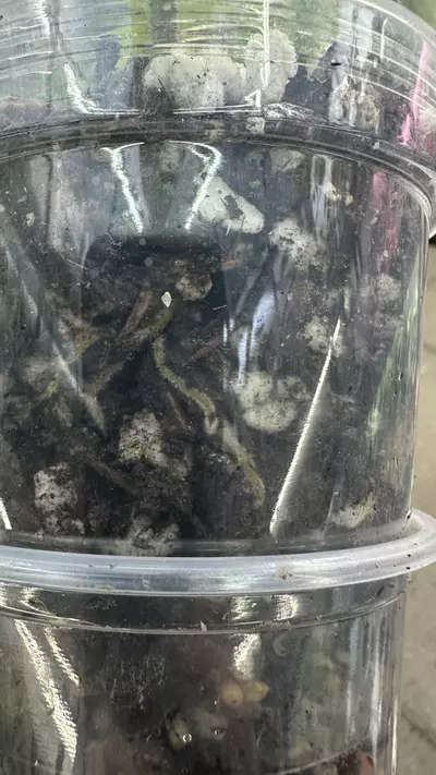 plant/Philodendron Fb x Squamiferum Mint Variegated-2-thumbnail