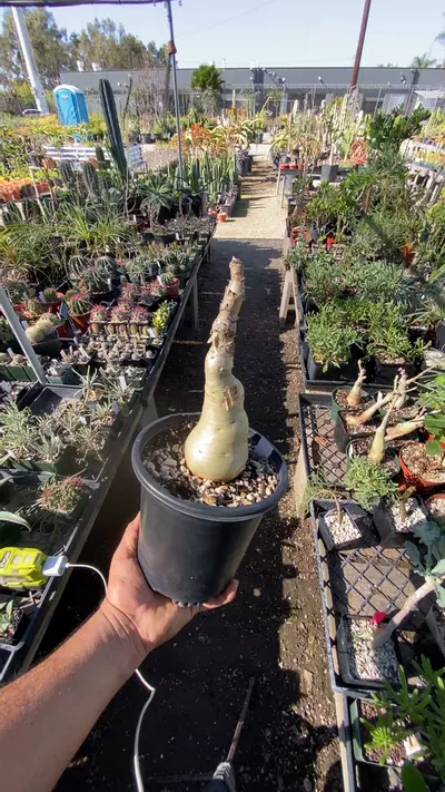 plant/CYPHOSTEMMA sietzianum-0-thumbnail