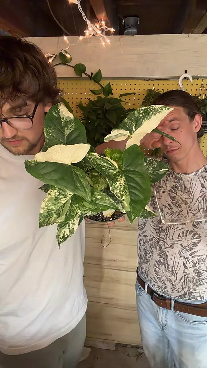 plant/6’’ SYNGONIUM ALBO-0