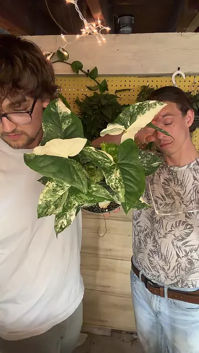 plant/6’’ SYNGONIUM ALBO-0-thumbnail