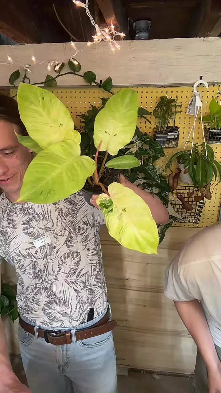 plant/4” philo snowdrift-0