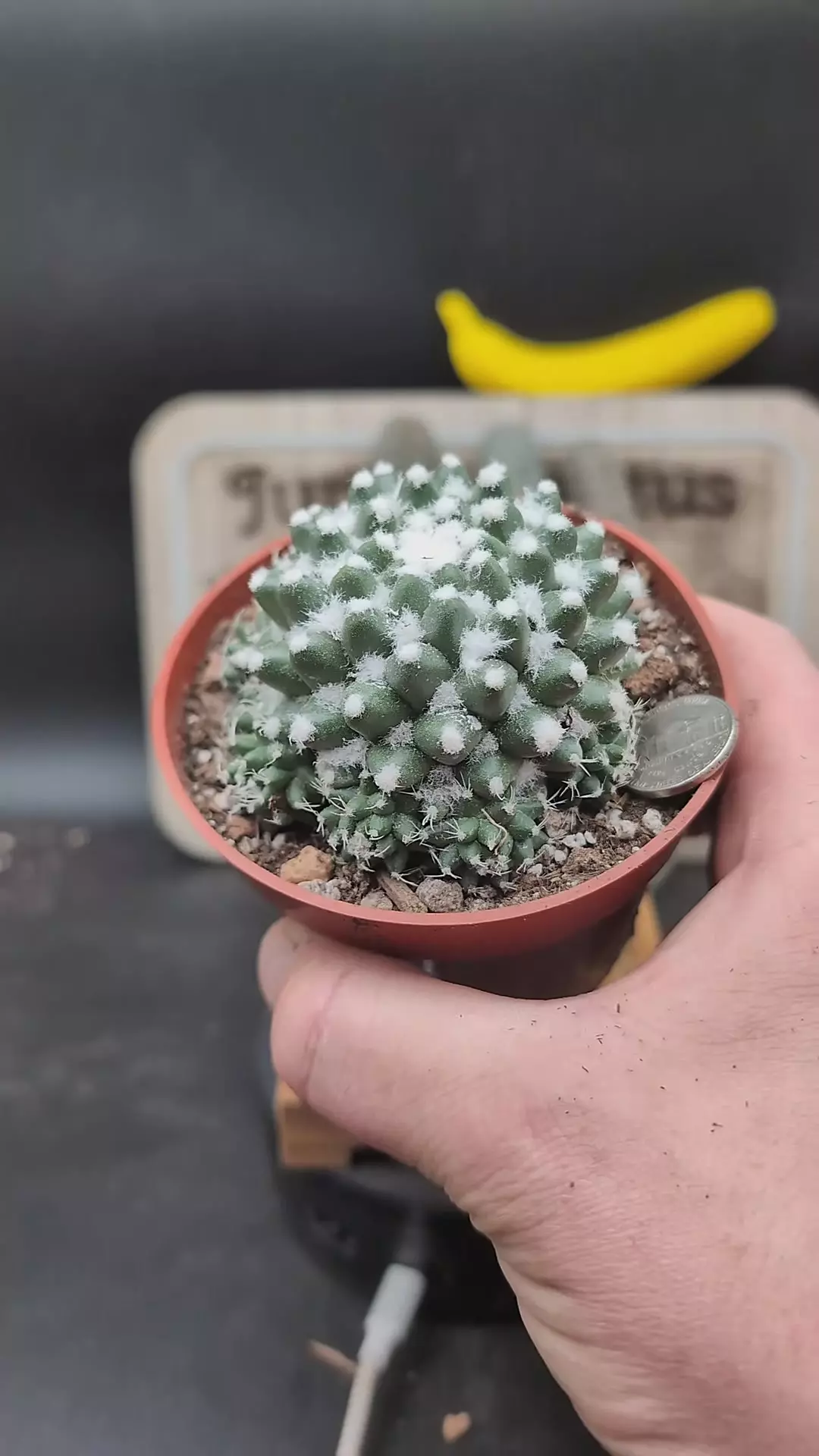 plant/n224 mammillaria erusamu ring of pups 4" pot-0