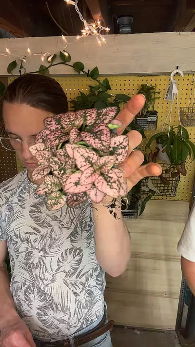 plant/3” FETTONIA PINK SPLASH-0-thumbnail