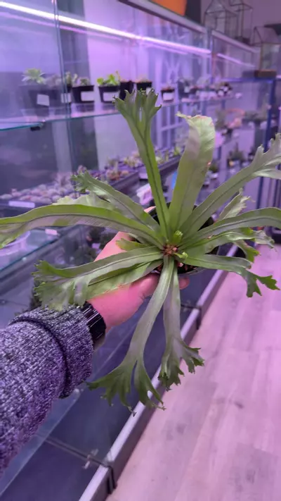 plant/Birds nest fern-0-thumbnail