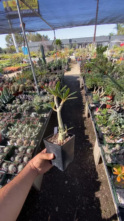 plant/dorstenia gigas-0-thumbnail