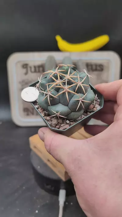 plant/n231 Cory bumamma 2.75" pot-0-thumbnail