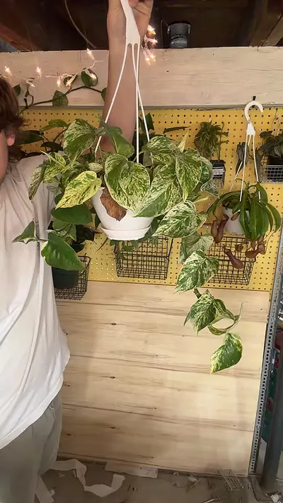 plant/4’’ MARBLE QUEEN POTHO HB-0-thumbnail