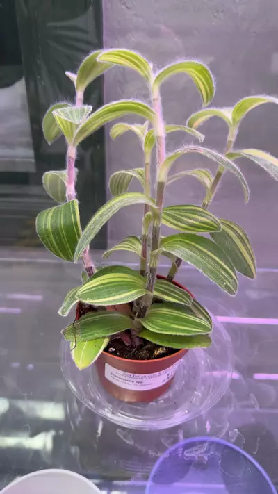 plant/Tradescantia Spiderwort-0-thumbnail