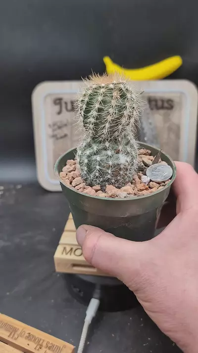 plant/n238 Echinopsis stacker 4" pot-0-thumbnail