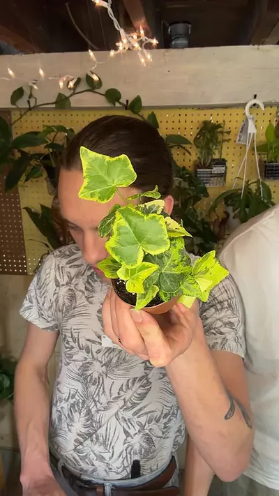 plant/2” ivy-0-thumbnail