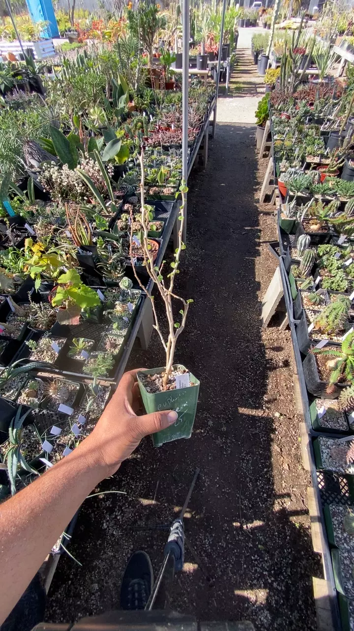 plant/euphorbia misera-0