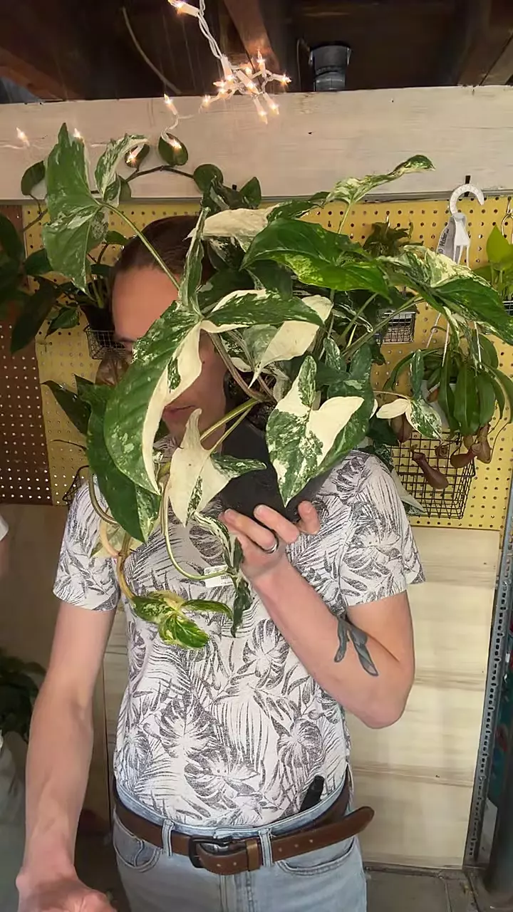 plant/6” Albo Syngonium-0