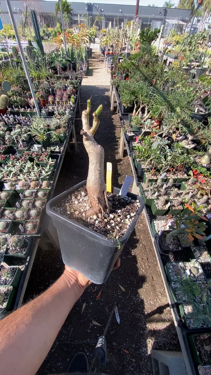 plant/CYPHOSTEMMA cirrhosa-0