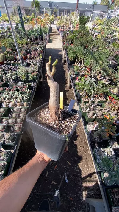 plant/CYPHOSTEMMA cirrhosa-0-thumbnail