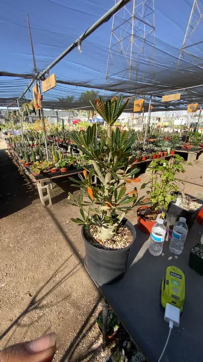 plant/dorstenia gigas-0-thumbnail