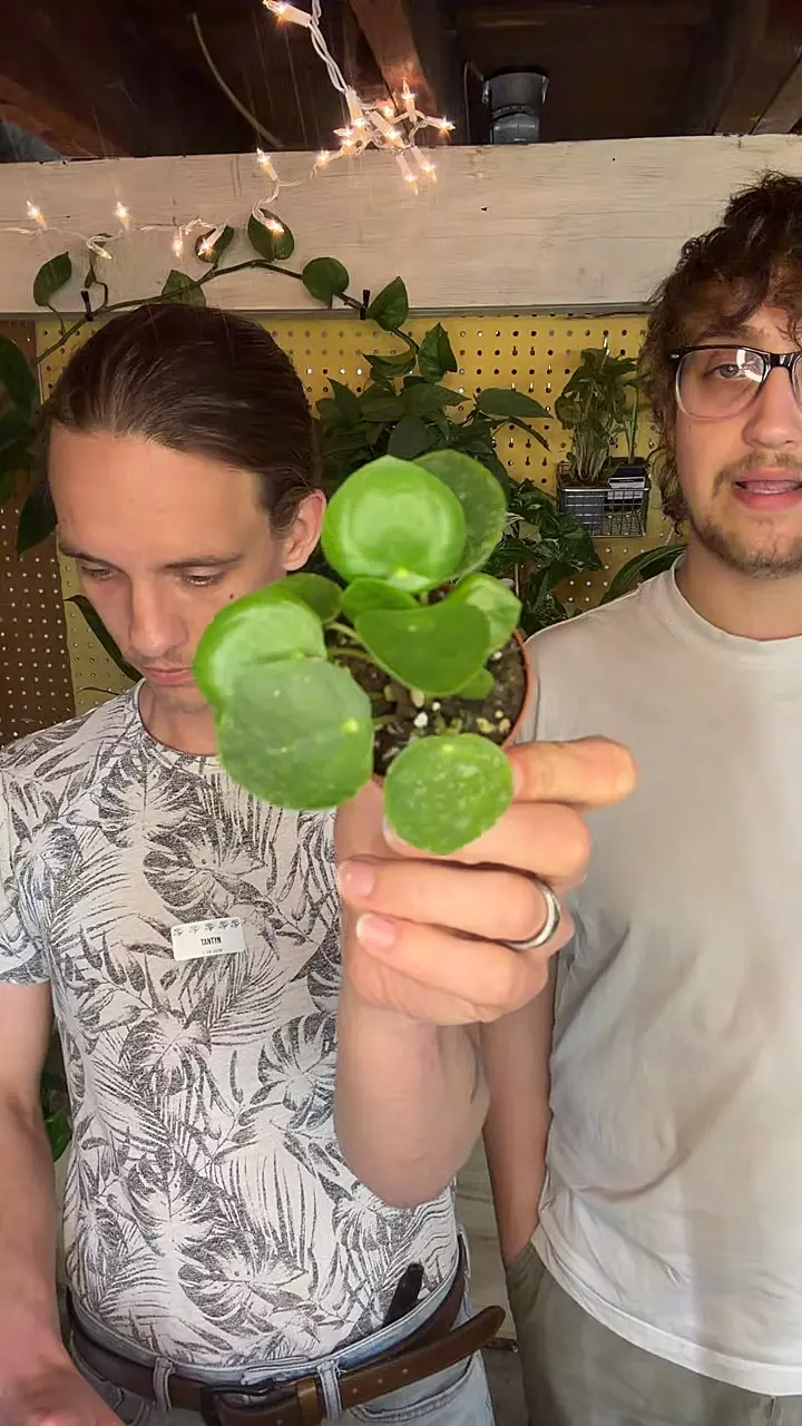 plant/2” Chinese Money Plant-0