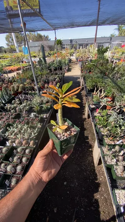 plant/dorstenia Gigas-0-thumbnail