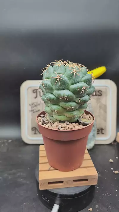 plant/n221 tower Coryphantha elephant 4" pot-0-thumbnail