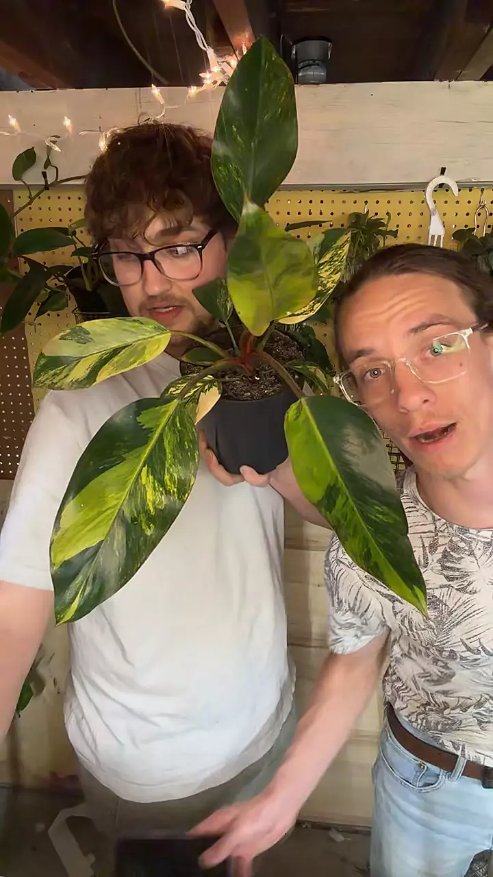 plant/6 VAR RED CONGO-0