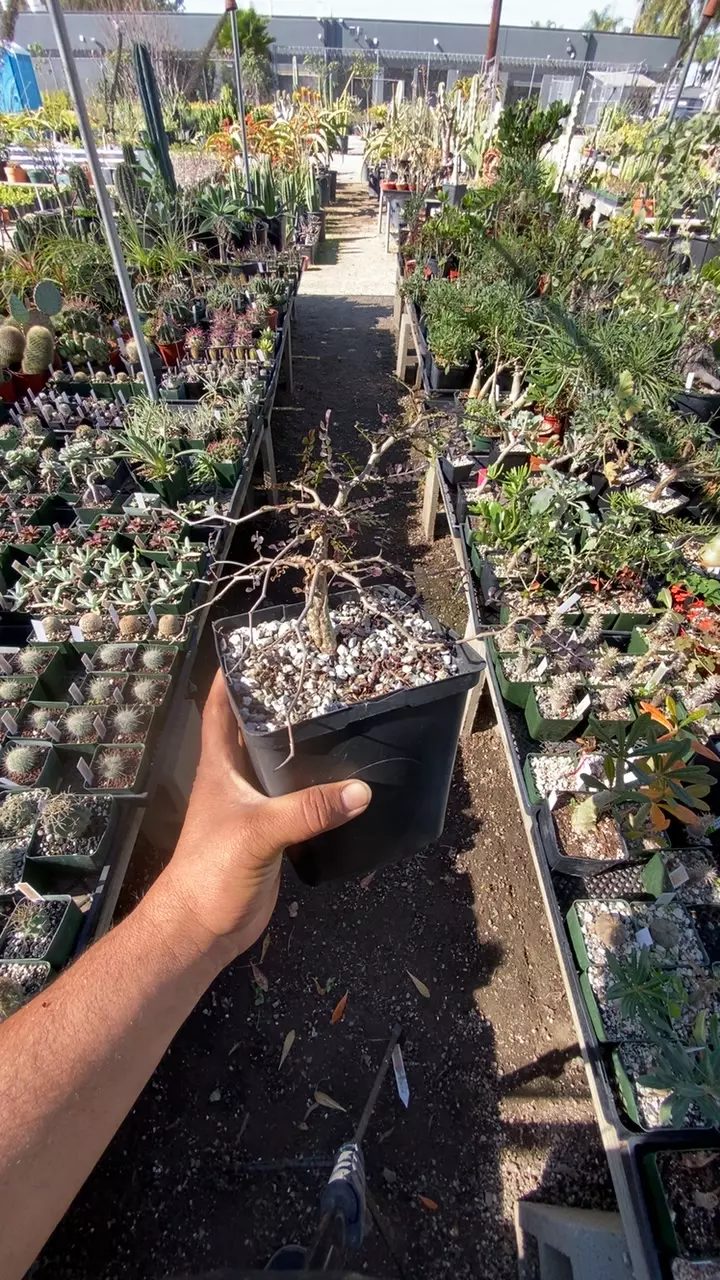 plant/Operculucaria pachypus-0