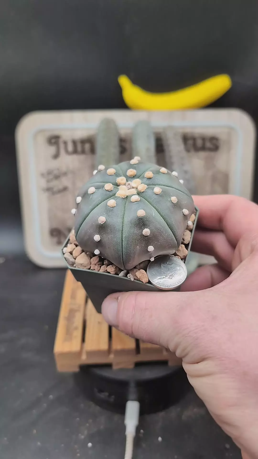 plant/n232 purple skin Astro asterias 2.75" pot-0