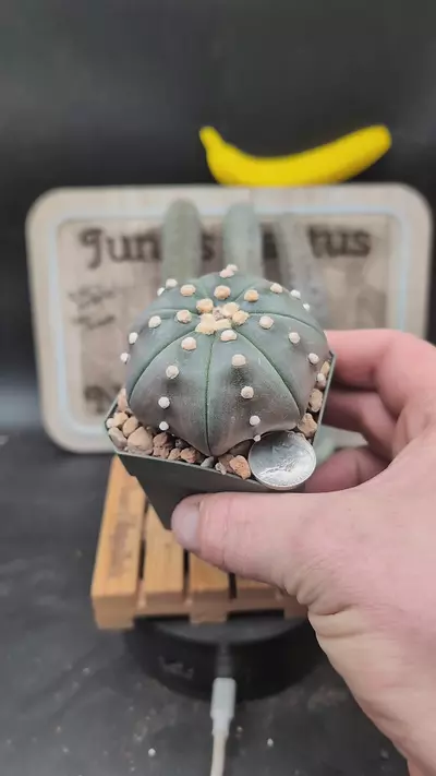 plant/n232 purple skin Astro asterias 2.75" pot-0-thumbnail