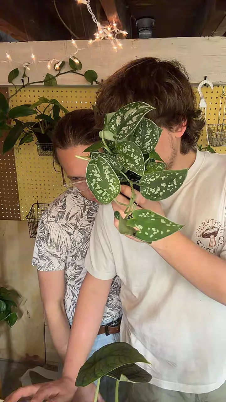 plant/3’’ SCINDAPSUS SILVER SATIN-0