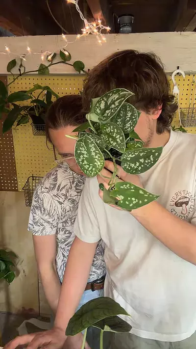 plant/3’’ SCINDAPSUS SILVER SATIN-0-thumbnail