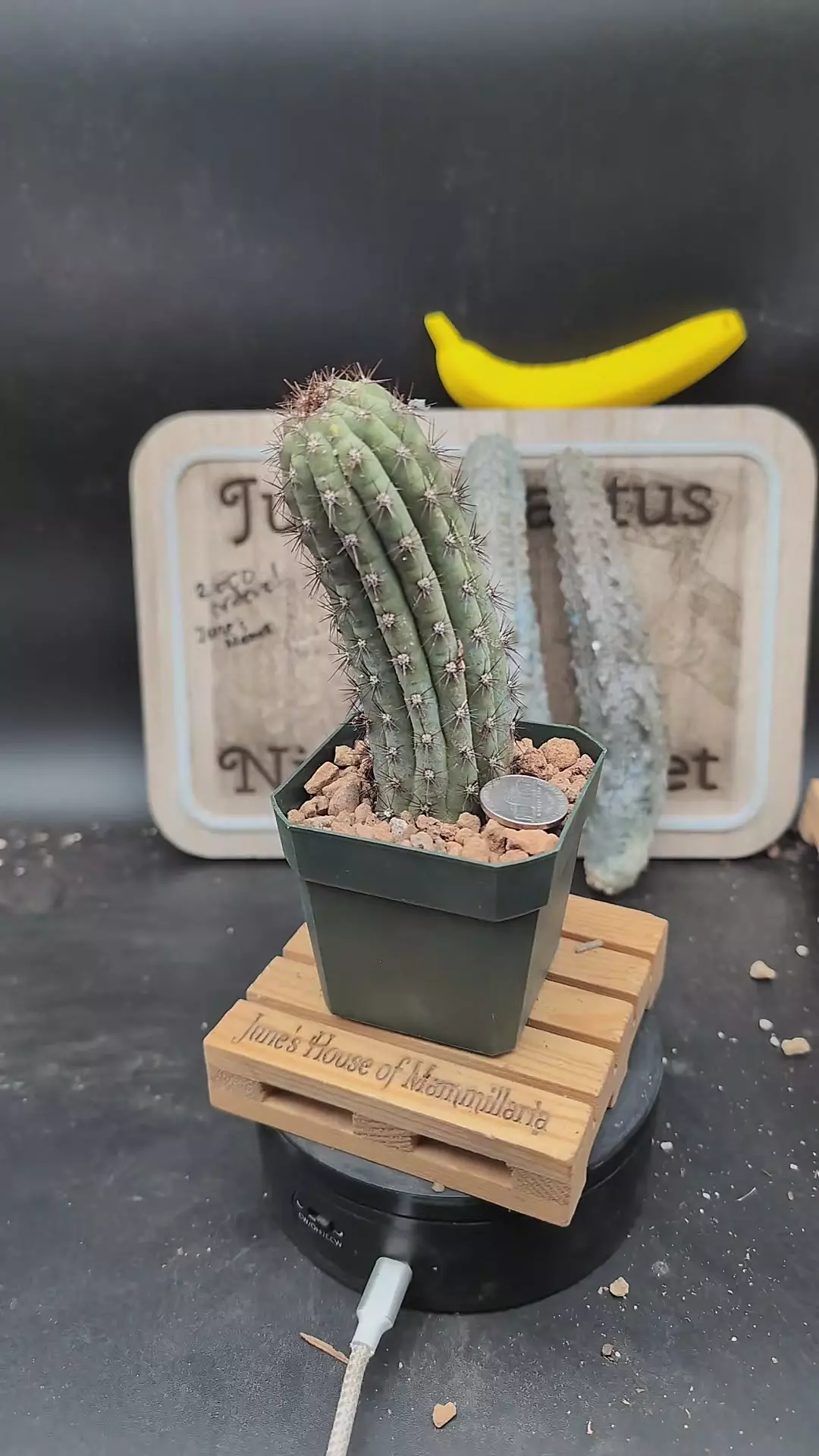 plant/n222 cipocereus bradei 2.75" pot-0