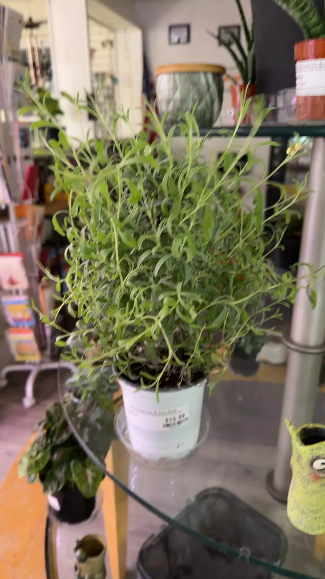 plant/Lavender bush-0