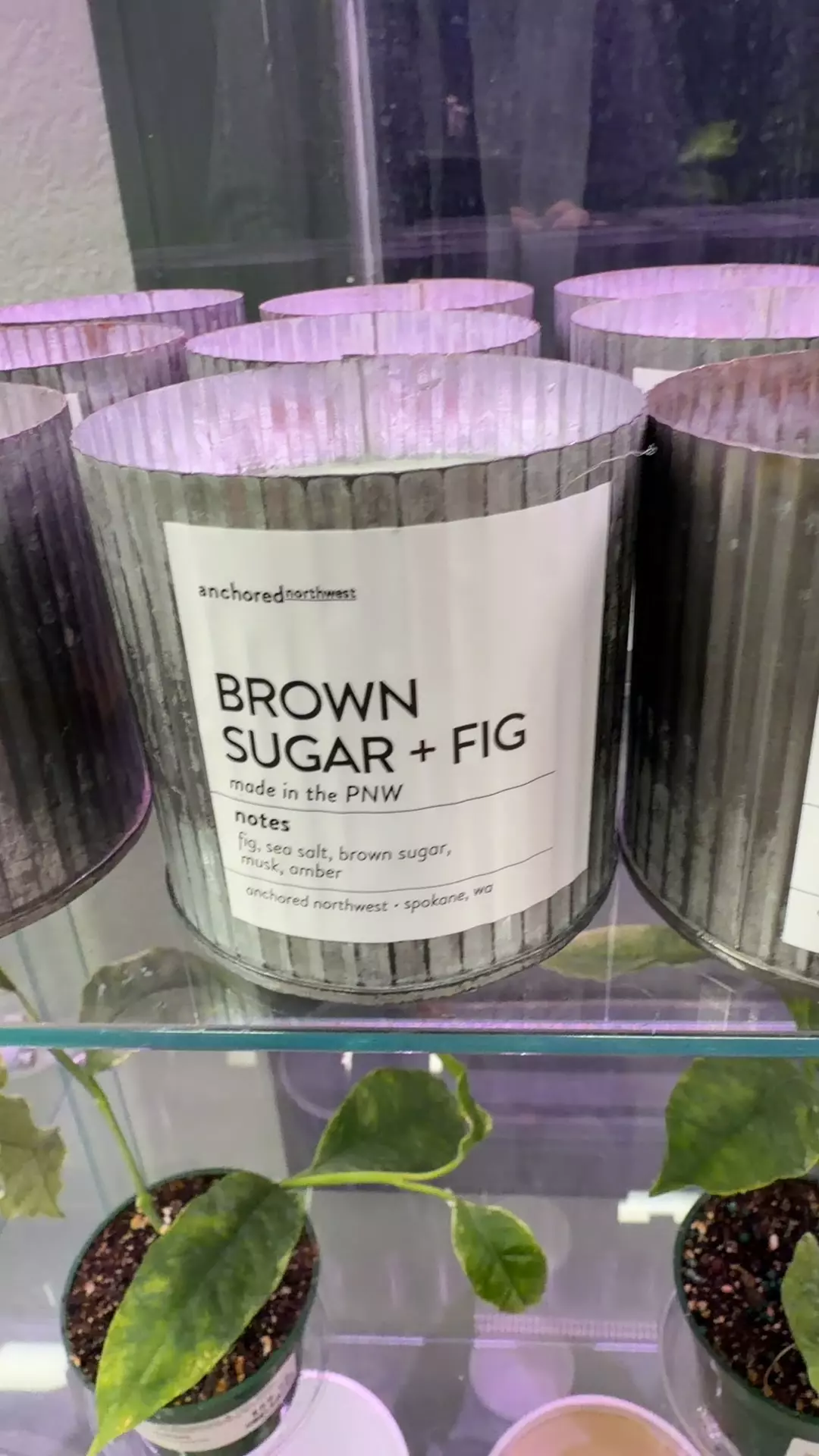 plant/Brown sugar and fig candle-0