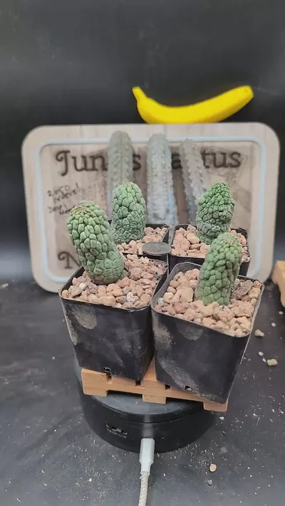 plant/n229 larryleachia cactiformis 2.25" pots gc-0-thumbnail