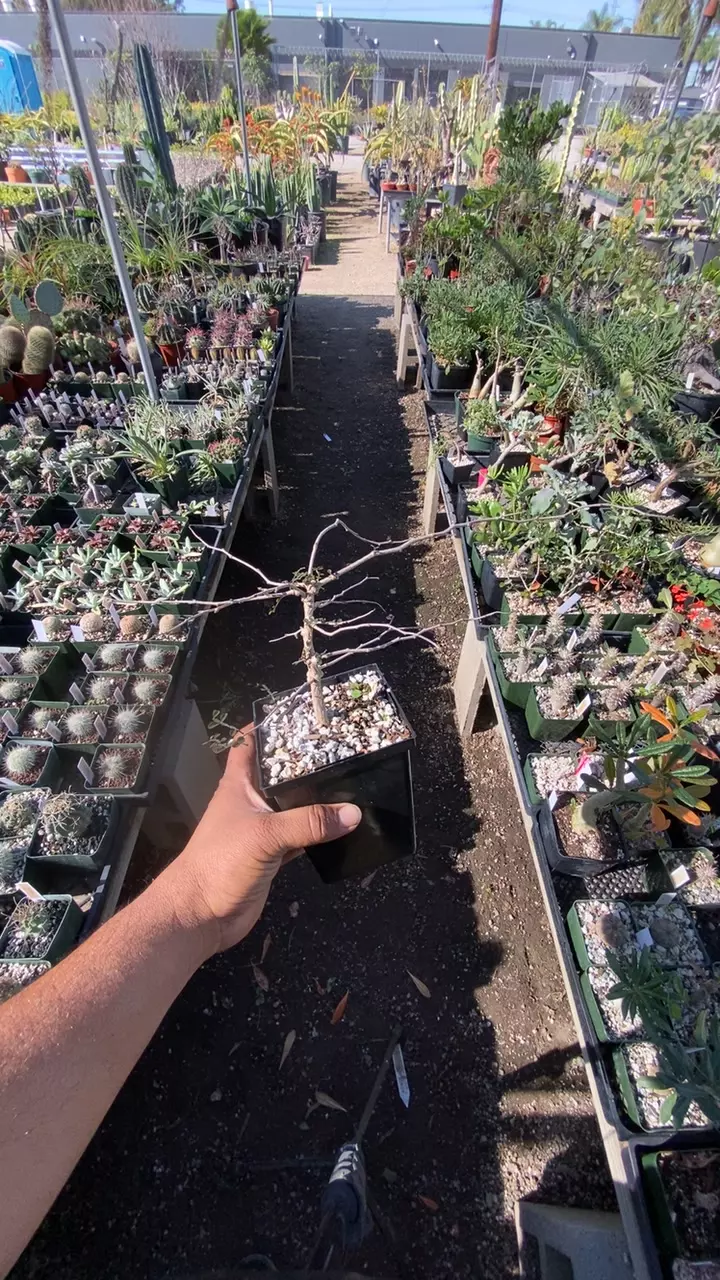 plant/Operculucaria decaryi-0