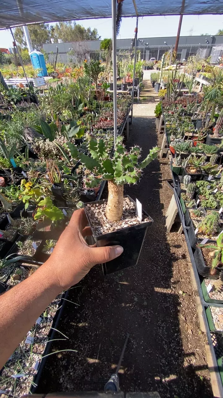 plant/euphorbia squarosa-0