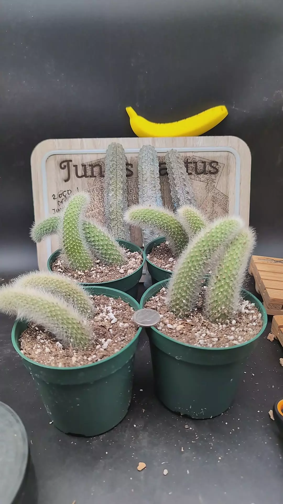 plant/n226 monkey tail cactus pots, gc-0
